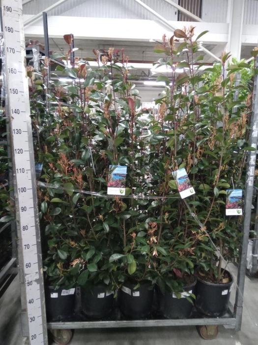 <h4>Photinia fraseri</h4>