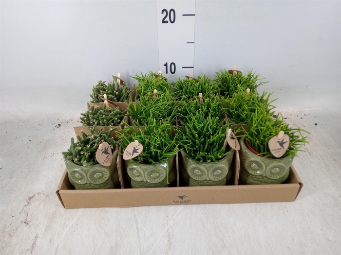 <h4>Rhipsalis ...mix</h4>