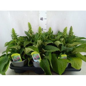 Digitalis   ...