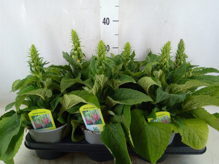 <h4>Digitalis   ...</h4>