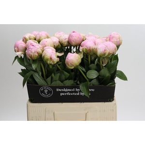 Paeonia Pillow Talk