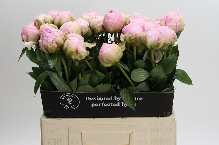 <h4>Paeonia Pillow Talk</h4>