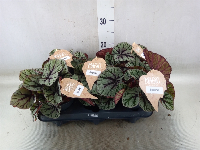 <h4>Begonia BD 'MagicColours Fedor'</h4>