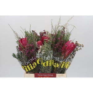 BQ Protea Brenda SFB