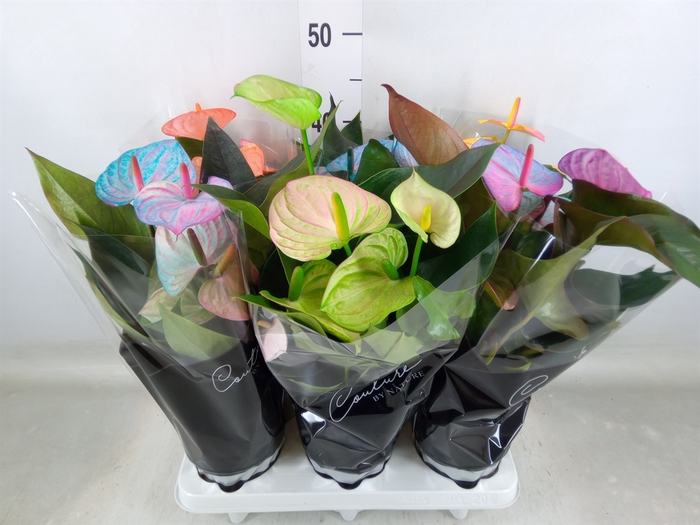 <h4>Anthurium andr. 'Cocos'</h4>