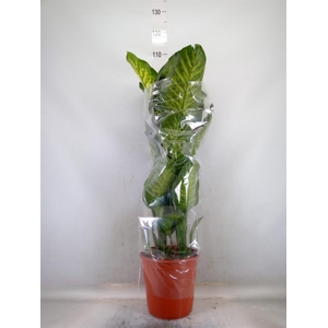 Dieffenbachia seg. 'Maroba'