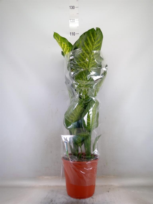 <h4>Dieffenbachia seg. 'Maroba'</h4>