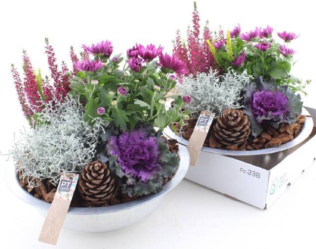 <h4>ARR TUINPLANTEN</h4>