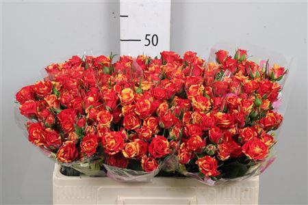 <h4>R Tr Fire Flash</h4>