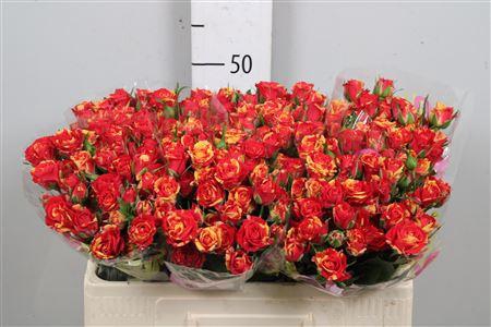 <h4>R Tr Fire Flash</h4>