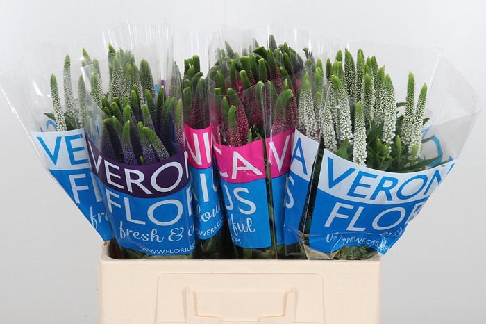 <h4>Veron Smart Gem</h4>