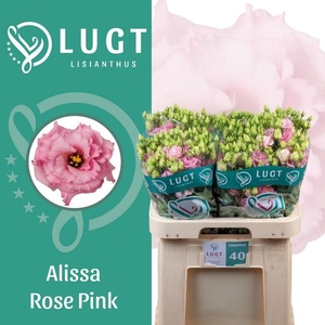 Lisianthus do alissa rose pink