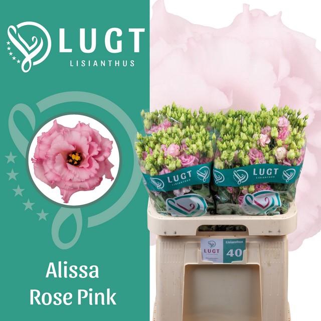 <h4>Lisianthus do alissa rose pink</h4>