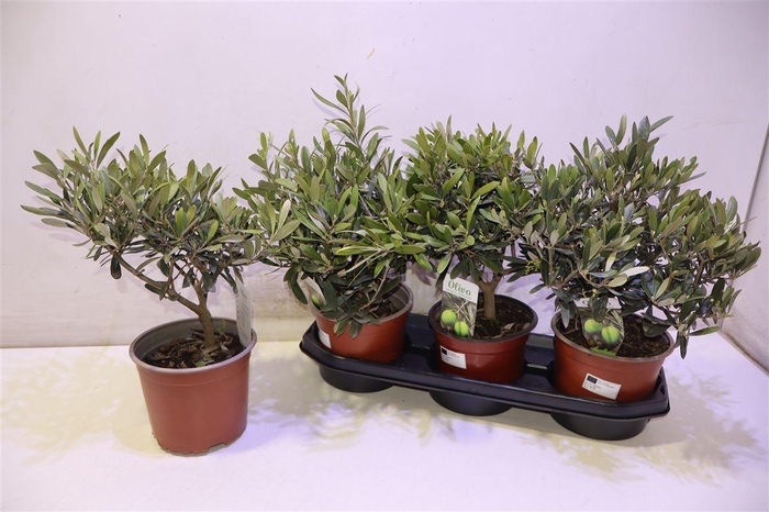 <h4>Olea Europaea</h4>