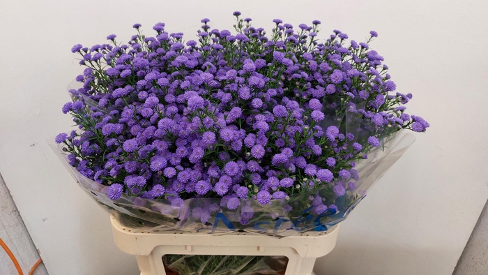 <h4>Aster astee parade</h4>