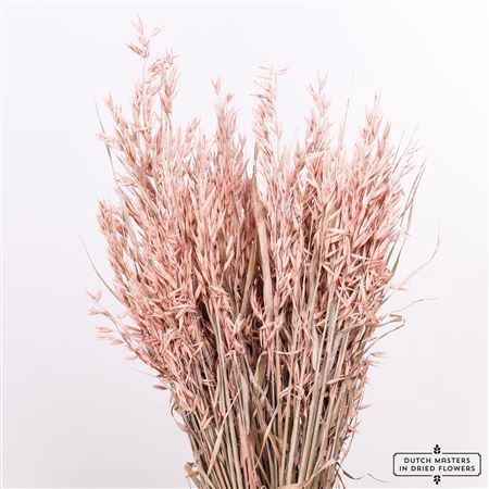 Dried Avena X5 Frosted L. Pink Bunch