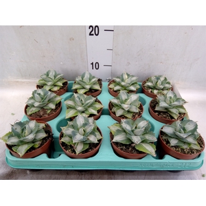 Agave potatorum