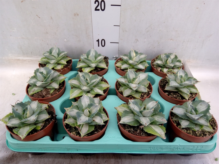 <h4>Agave potatorum</h4>