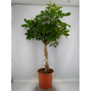 Schefflera arbor. 'Compacta'