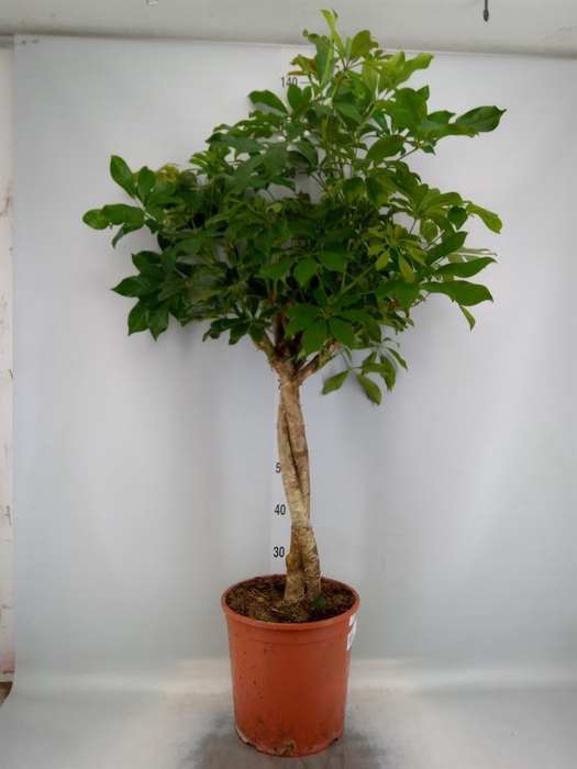 <h4>Schefflera arbor. 'Compacta'</h4>