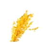 Lunaria Preserved Yellow