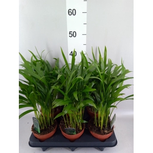 Dypsis lutescens   ...Chrysalidoca