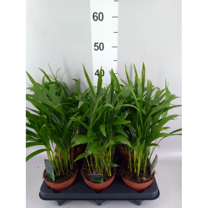 <h4>Dypsis lutescens   ...Chrysalidoca</h4>