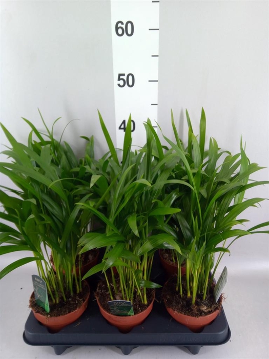 <h4>Dypsis lutescens   ...Chrysalidoca</h4>