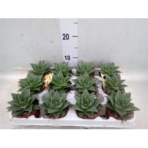 Gasteria