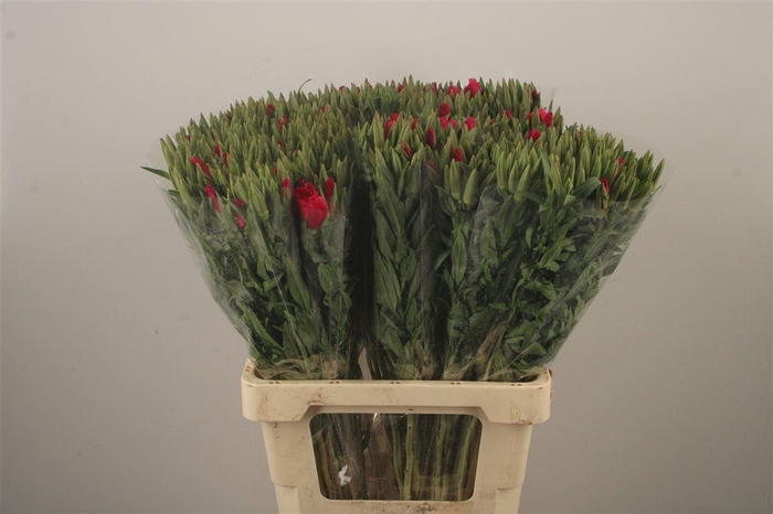 <h4>Clarkia Am Gr Red</h4>