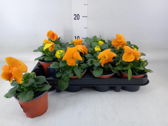 <h4>Viola wr. 'Alpha Orange'</h4>