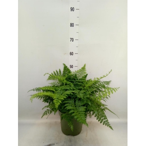 Asplenium  'Parvati'