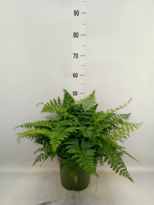Asplenium  'Parvati'