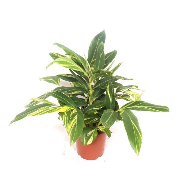 <h4>Alpinia zerumbet 'Variegata'</h4>