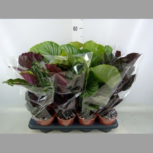 Calathea   ...mix