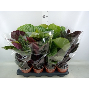 Calathea   ...mix