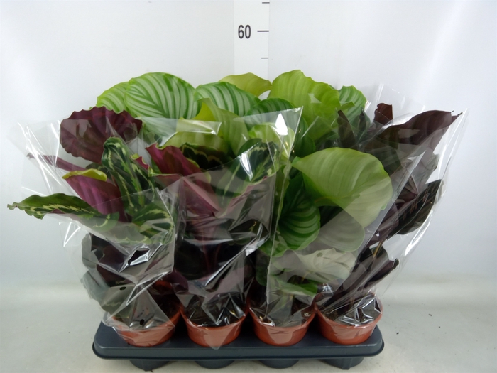 <h4>Calathea   ...mix</h4>