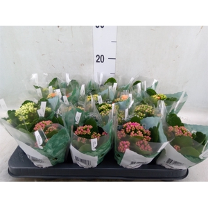 Kalanchoe blos. 'RosDon Collection'