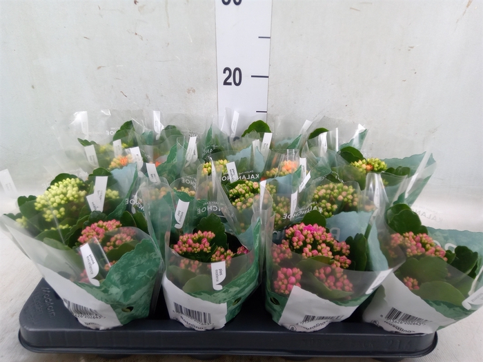 <h4>Kalanchoe blos. 'RosDon Collection'</h4>