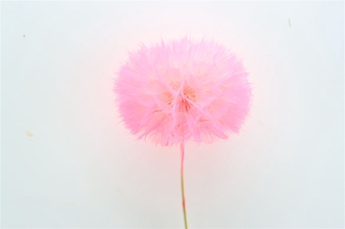 <h4>Pres Puste Flower Pink</h4>