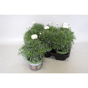 Argyranthemum molimba S Double White