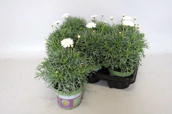 <h4>Argyranthemum molimba S Double White</h4>