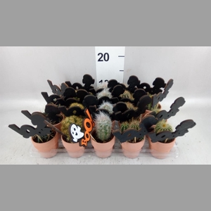 Cactus   ...mix