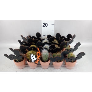 Cactus   ...mix