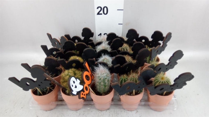 <h4>Cactus   ...mix</h4>