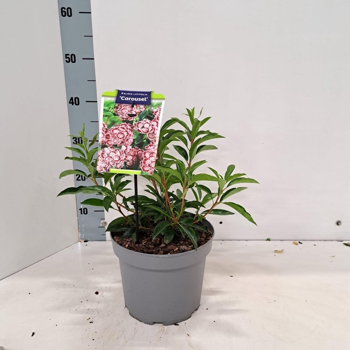 <h4>Kalmia latifolia</h4>