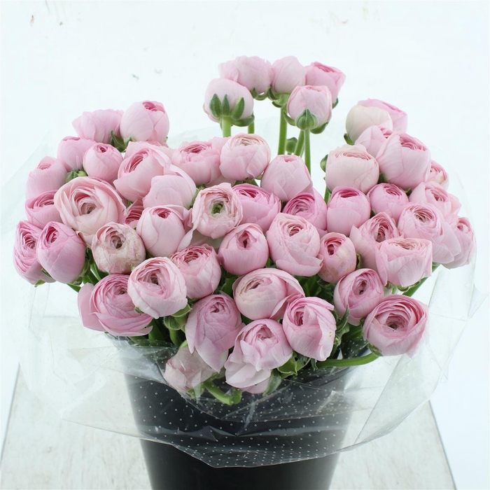 <h4>Ran Su Sr Hanoi Pink Extra</h4>