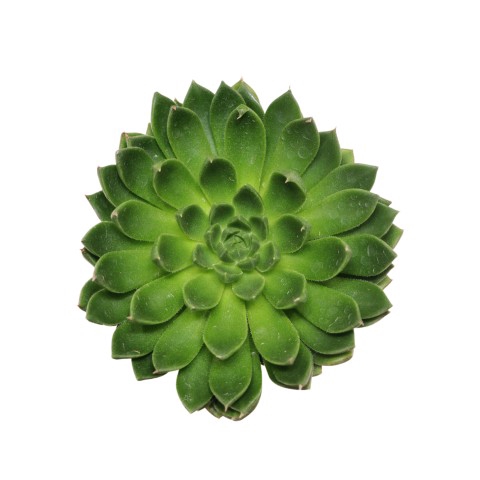 <h4>Echeveria Setosa Victor Cutflower Wincx-8cm</h4>