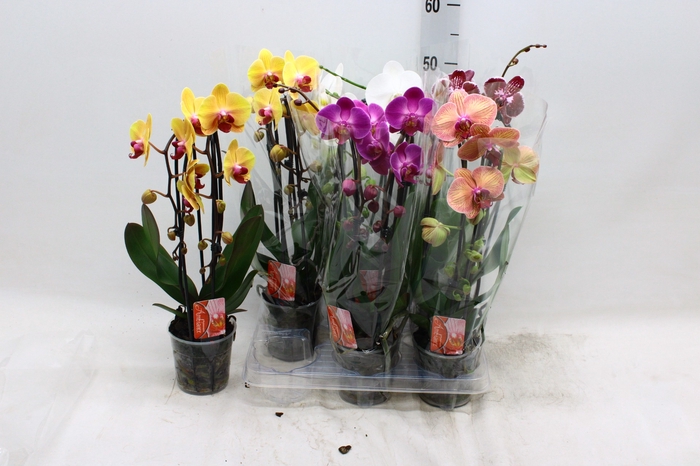 <h4>PHAL EL CASCADE</h4>