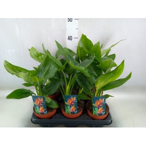 Strelitzia reg.   ...no flowers
